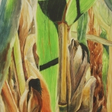 Lost in the Corn. Watercolour on Gessoed Paper. 15x22". Artist Lianne Todd. $475.